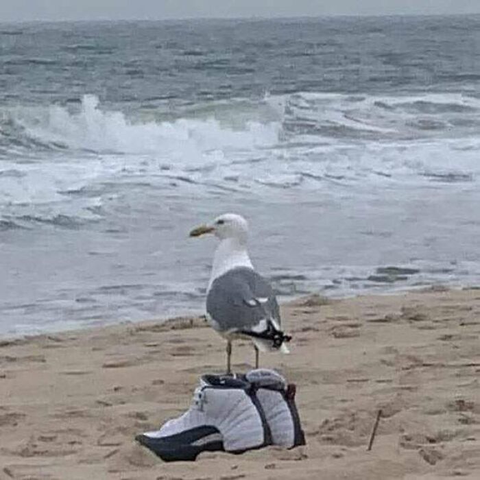 чайка стоит на обуви на пляже
