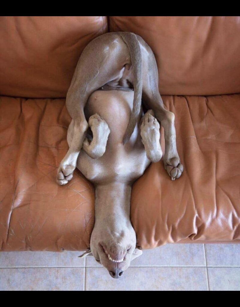 пес спит на диване