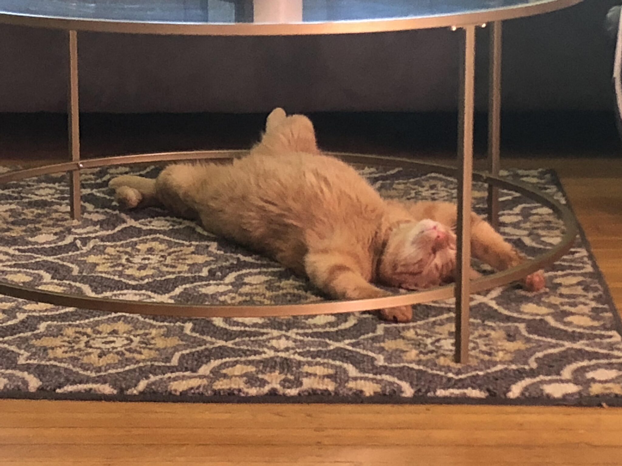 рыжий кот спит на полу на спине
