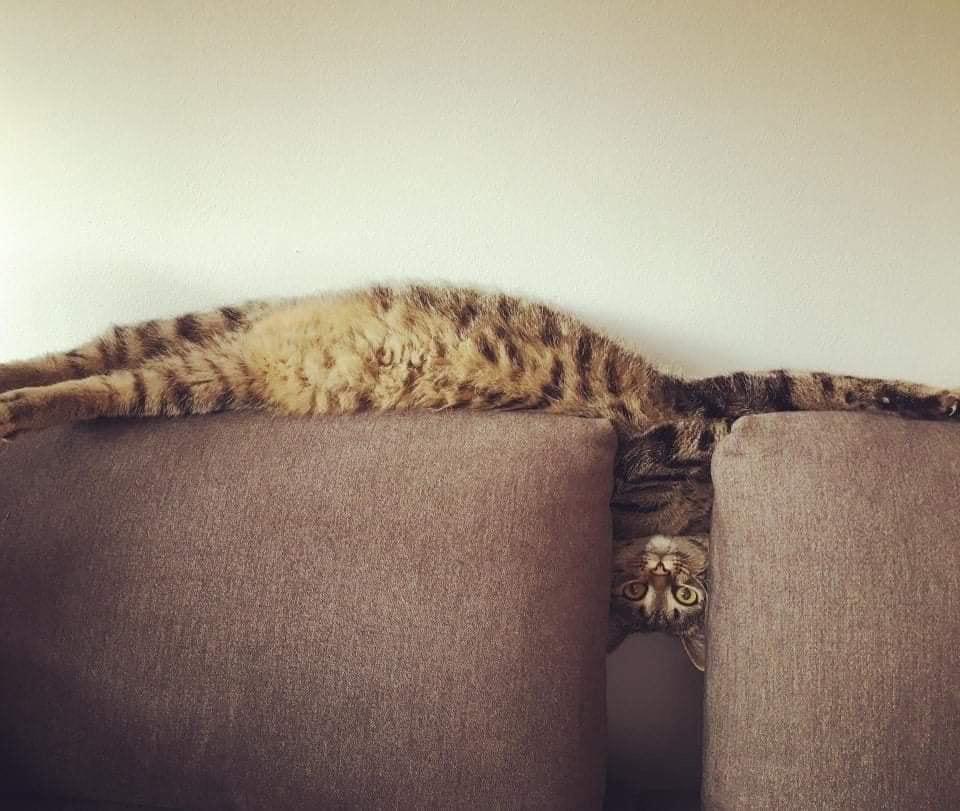 полосатый кот лежит на спинке дивана