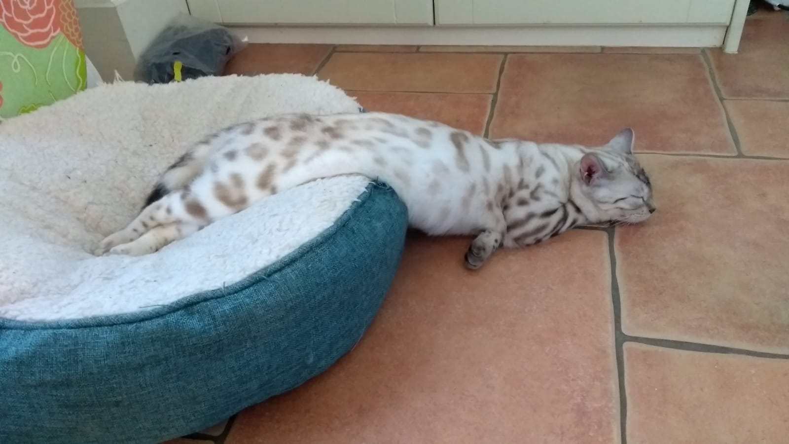 пятнистый кот спит на полу