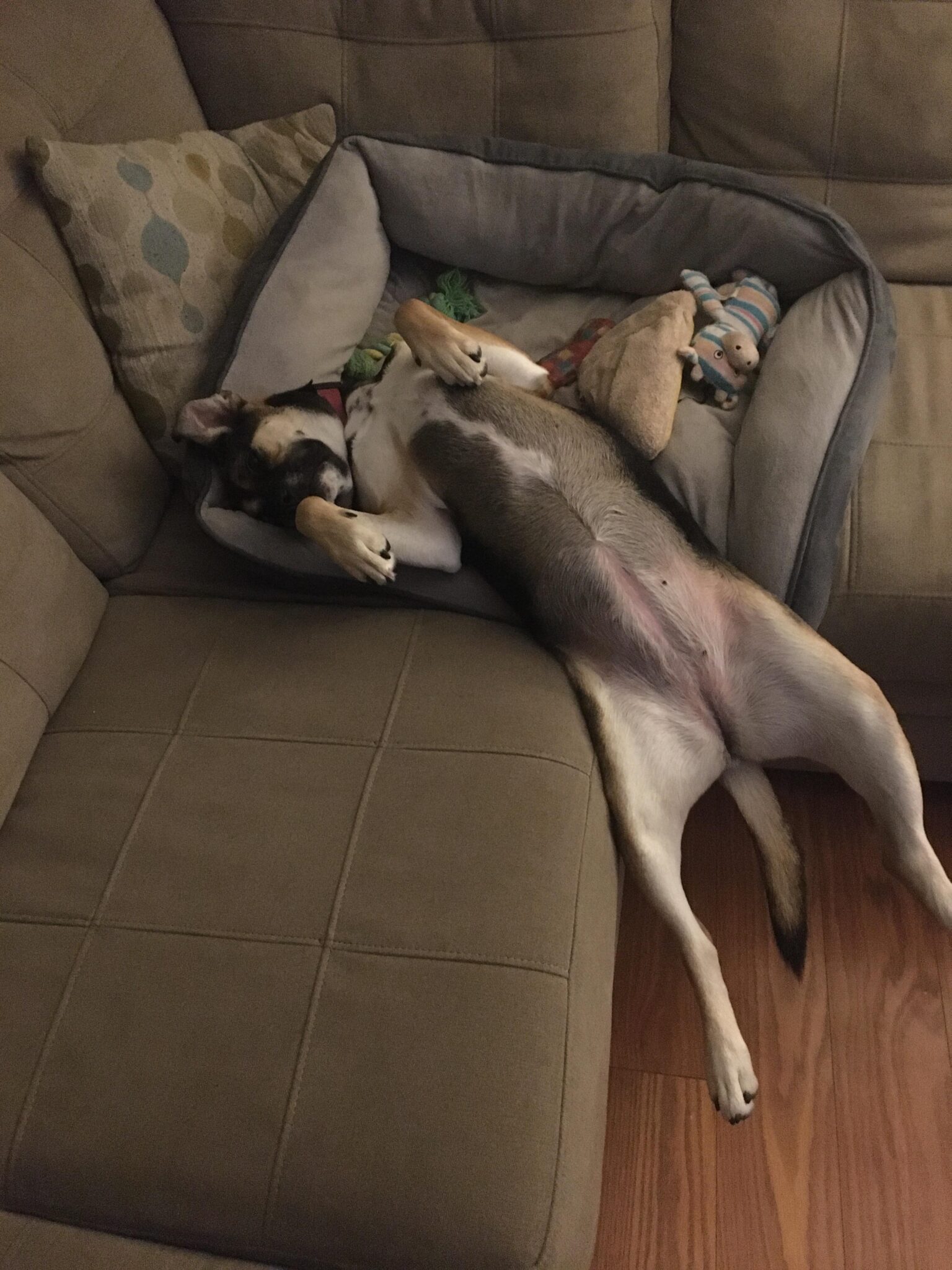 собака спит на диване свесив лапы