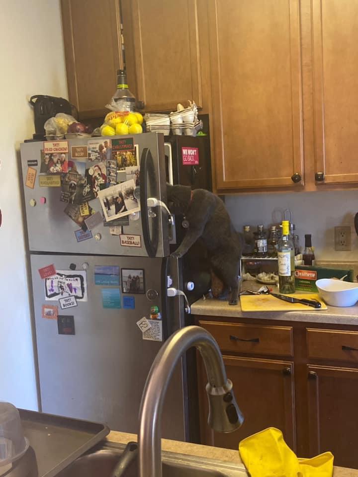 кот заглядывает в холодильник
