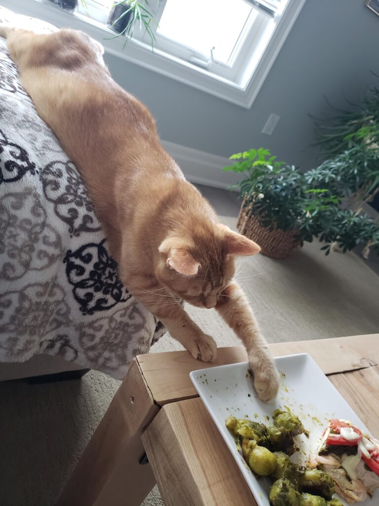 рыжий кот тянется к еде
