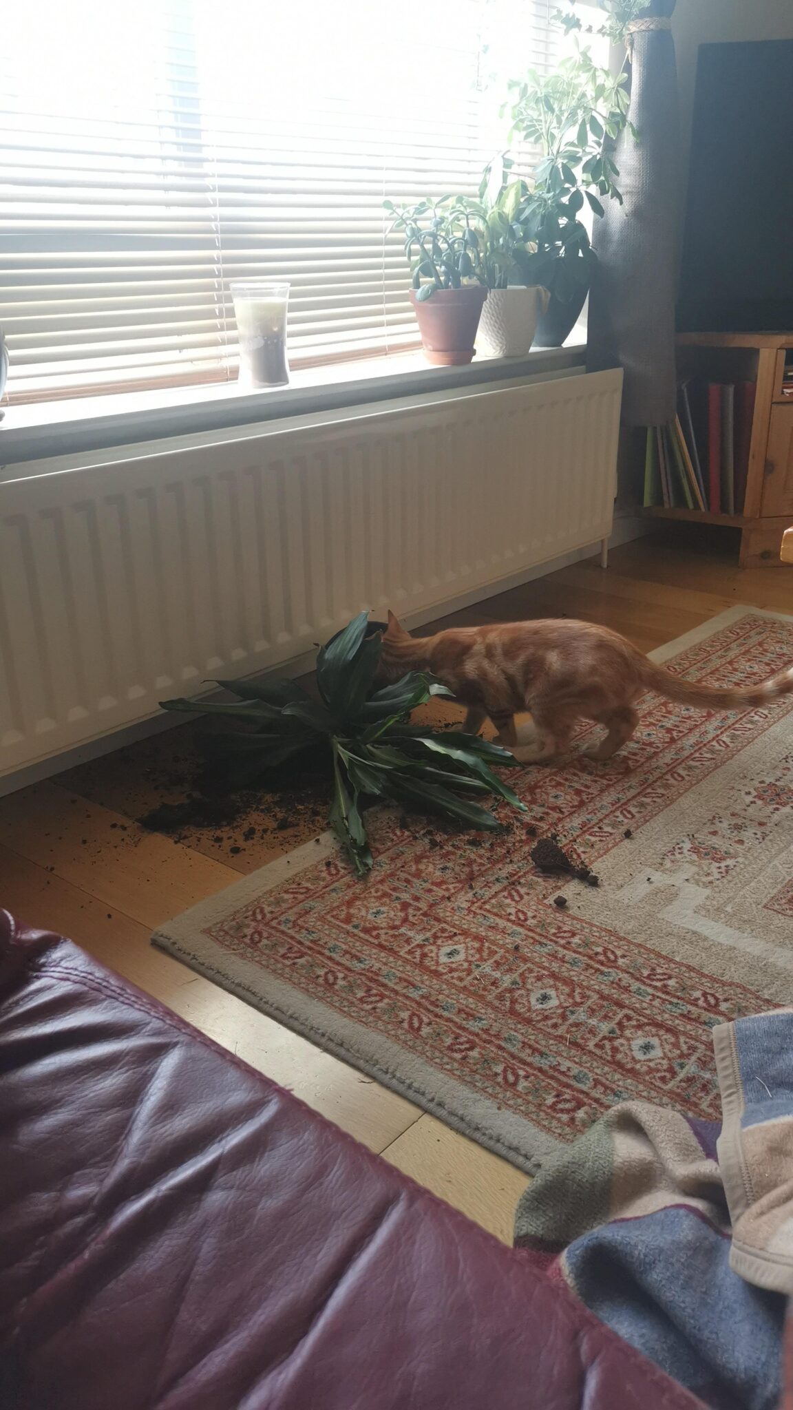 кот и разбитый цветок на полу