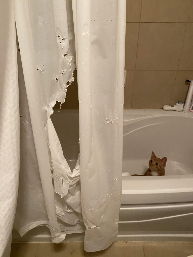 кот смотрит на порванную занавеску в ванной