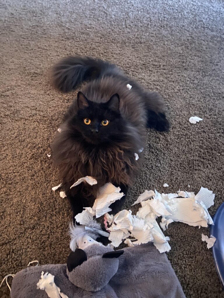 черный кот и порванная бумага