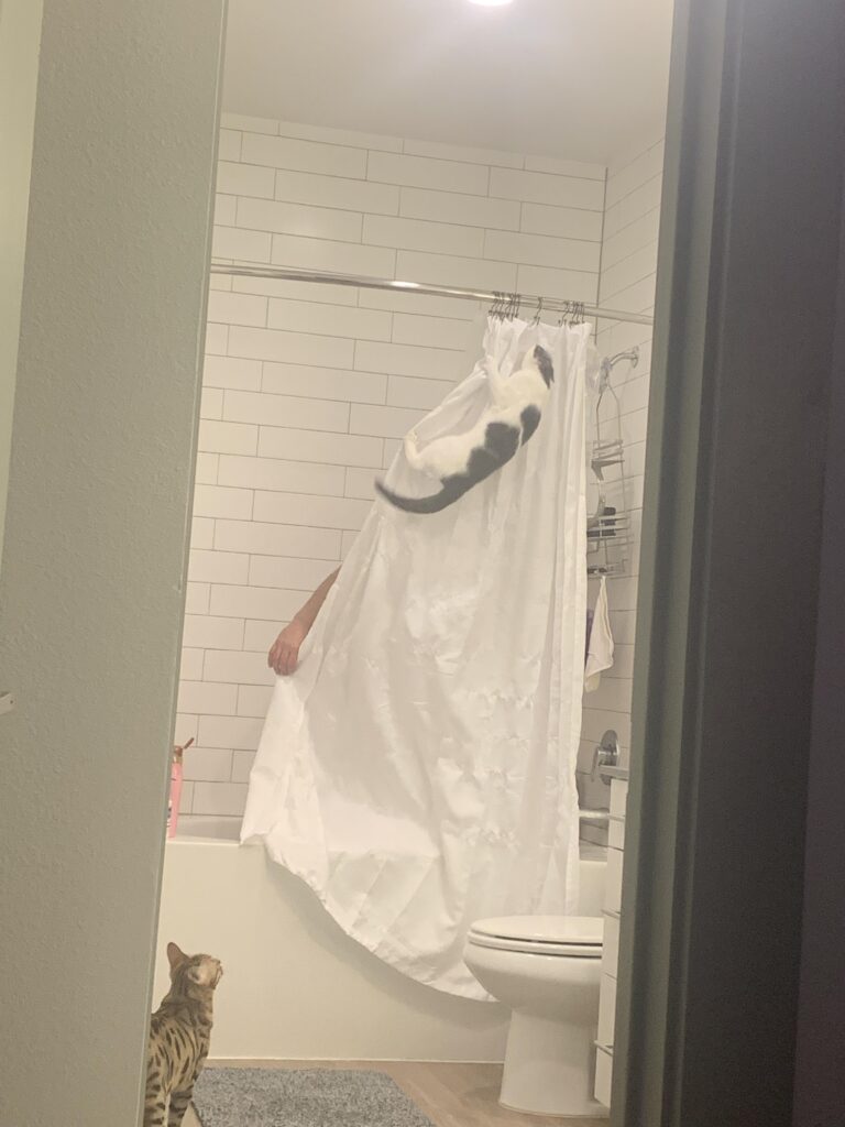 кот висит на занавеске в ванной