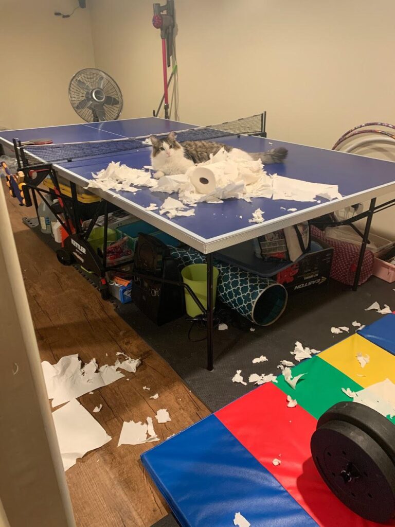 кошка разорвала бумагу