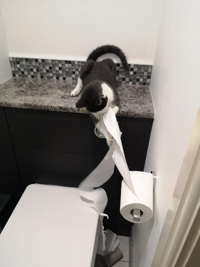 черно-белый кот разматывает бумагу