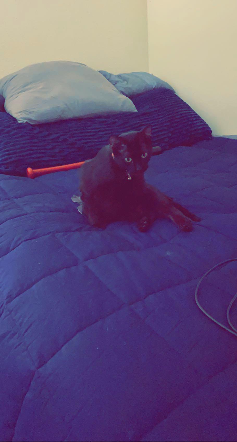 черная кошка сидит на кровати